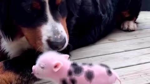 Cute dog and pig