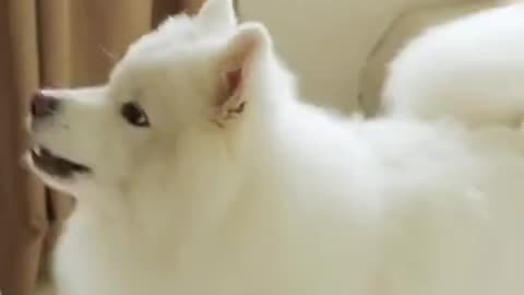 Try Not To Laugh | Funny Dogs Videos Compilation | Adorable Dog
