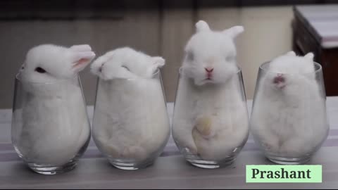 😘 So Cute 😍 3d Beautiful Rabbit Whatsaap Status Video by Prashant