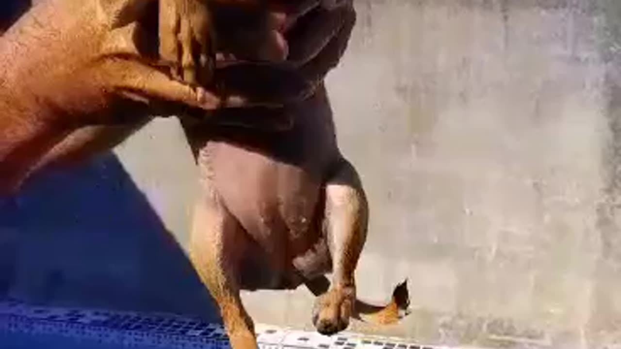 cute dog - chihuahua swimming in the pool