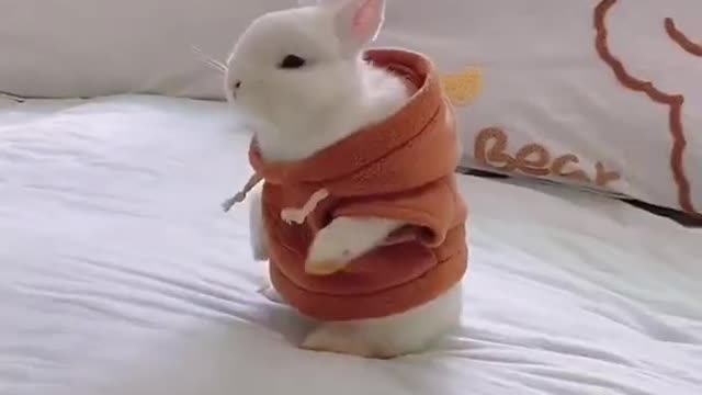 Rabbit so cute