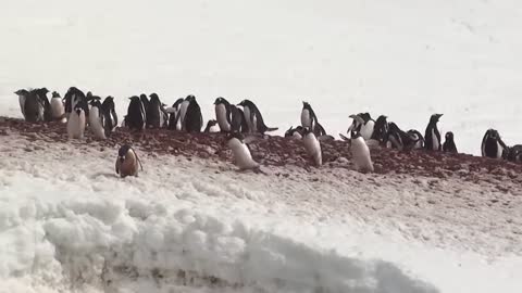 Super cute Penguins *MUST WATCH*