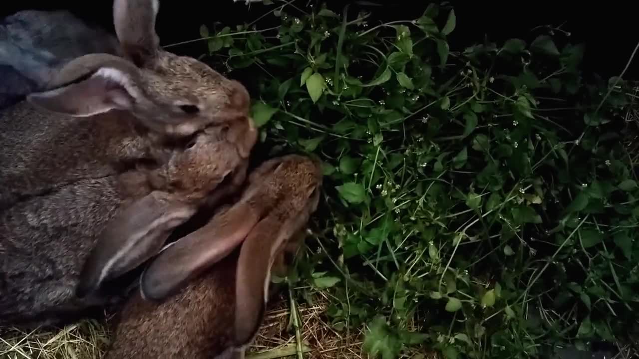 Wild rabbits are one of the most prolific animals