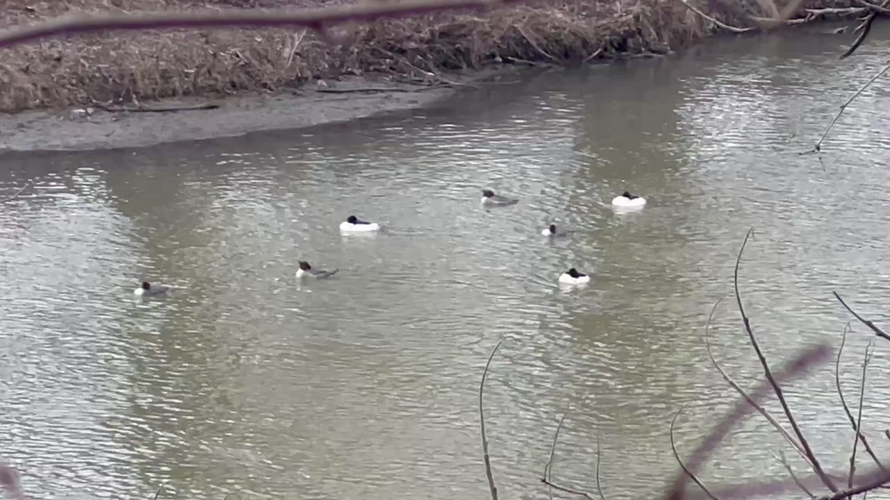 American mergansers on the Humber River