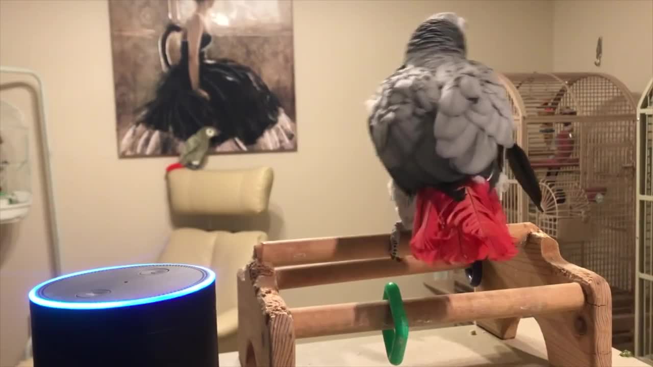 Smartest most conversational parrot ever