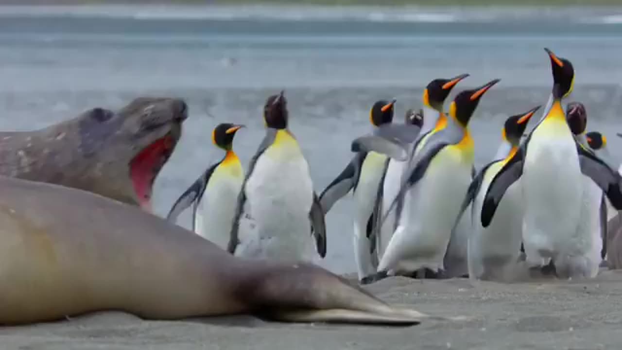 It seems that the penguins