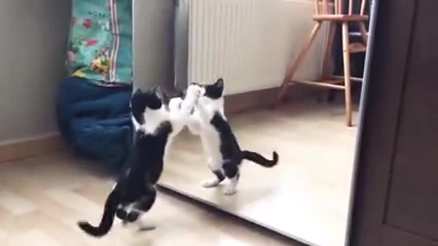 FUNNY CAT VIDEO