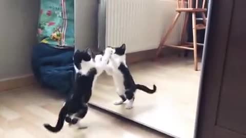 FUNNY CAT VIDEO