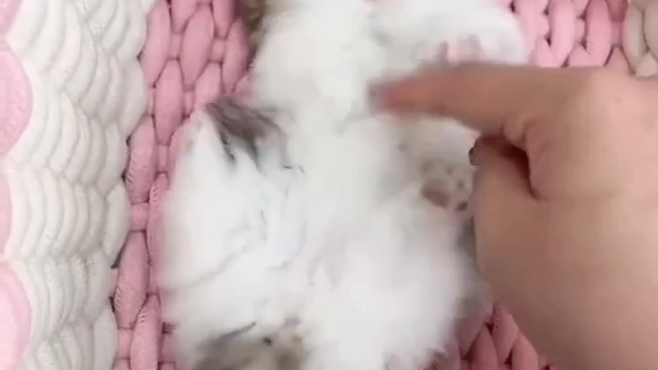 Cute Cat Kitten ππΎππΎ