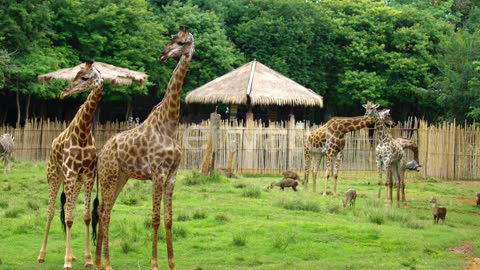 giraffe resting in a nature Wildlife videos