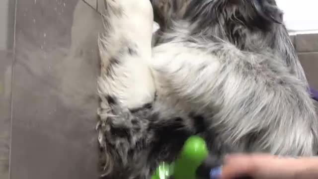 Dog needs emotional support RAT during grooming | Australian Shepherd