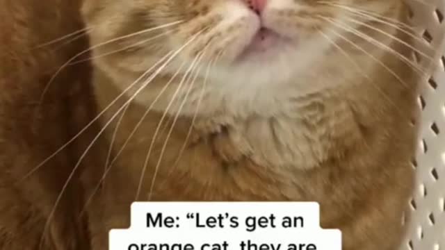 Funny Cat 😂🤣