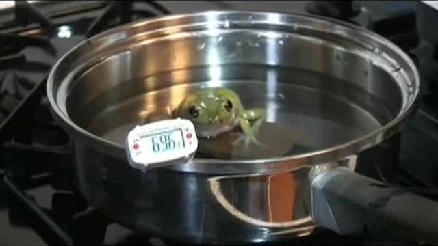 Boiling Frog Experiment, Say go Pepe_Cut