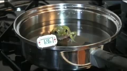 Boiling Frog Experiment, Say go Pepe_Cut