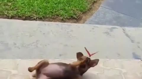 Puppy plays with a butterfly.