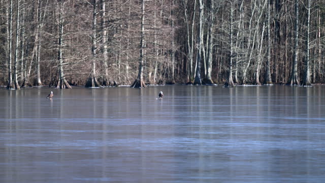 Bald Eagles Play with Golf Ball on Frozen Lake