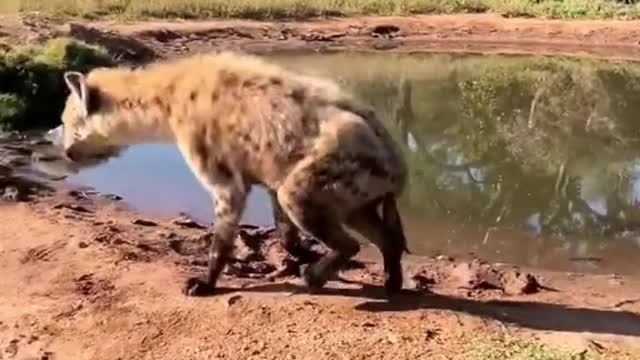 Tough living hyena