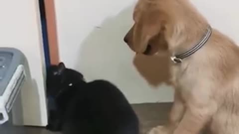 Dog and cat Escaping short video 😍😂