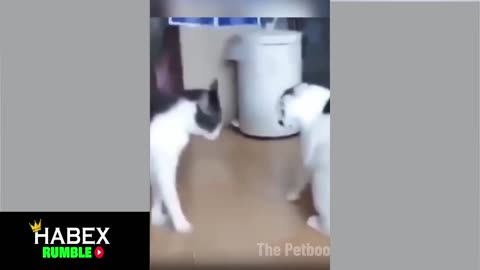 Cat fight