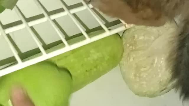 Puppy Climbs into Fridge to Keep Cool