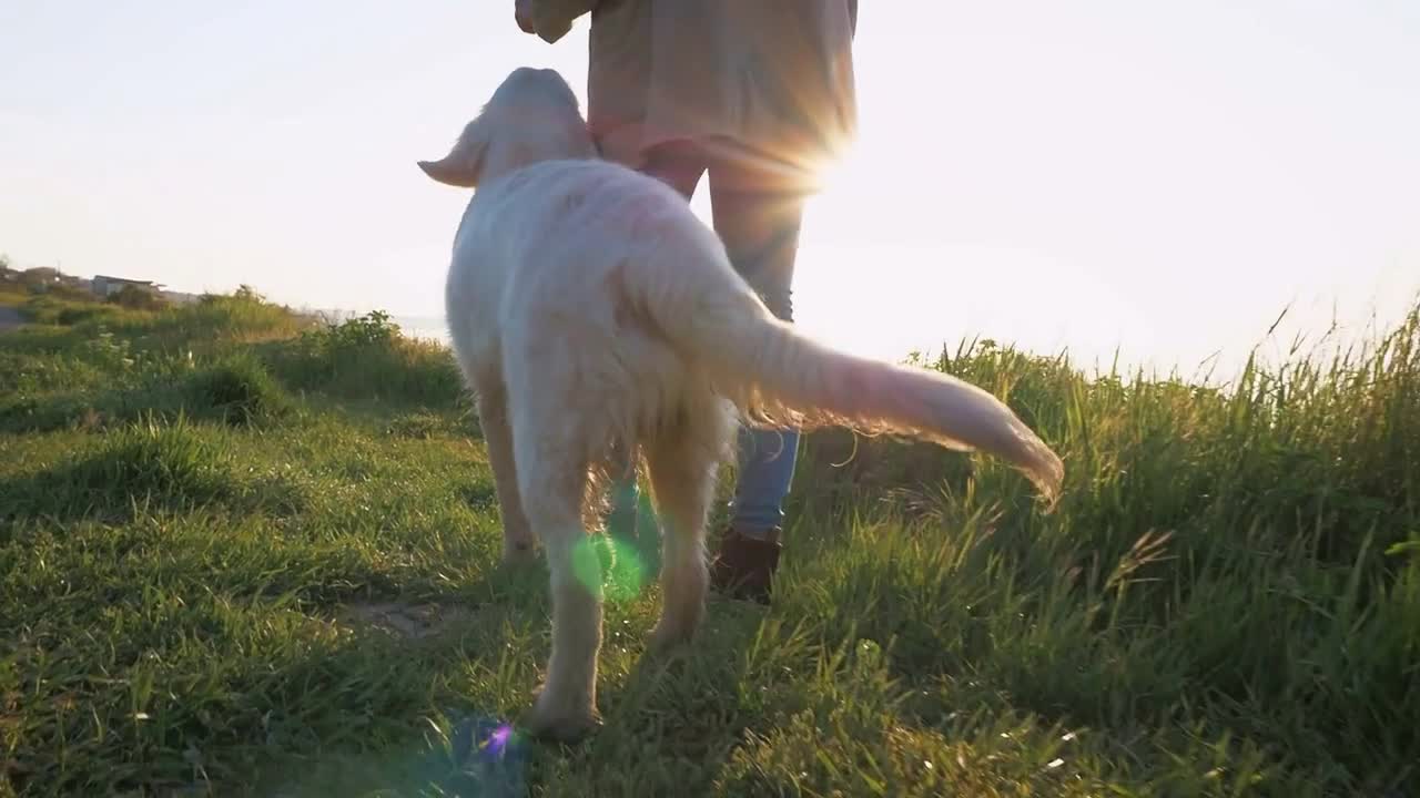 Young female walking with retriever dog on the path near the sea at sunset