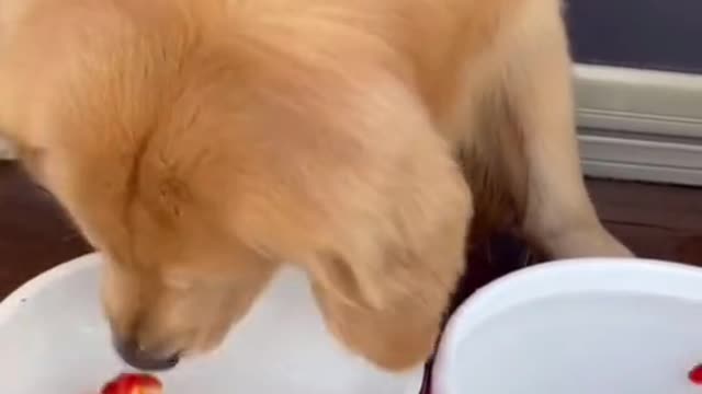The dog is changing water for his goldfish. #dog #funny