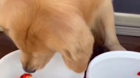 The dog is changing water for his goldfish. #dog #funny