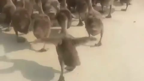 Cute and adorable animal behavior makes anyone happy to see it