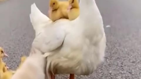 The puppy annoys the mother duck and gets kicked