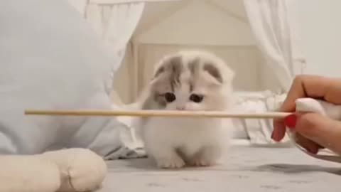 Funny cat videos