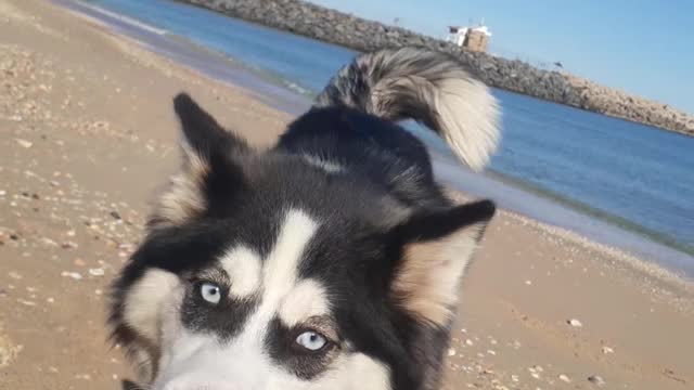 Husky dog ​​is looking for something