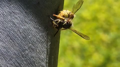 Stinging Wasp Gets Stuck