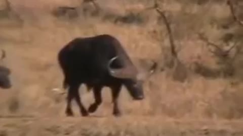 Battle at Kruger