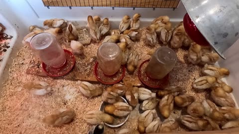 Chick Update, Feather Sexing, and Chick Care