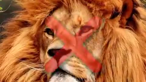 tiger 🐯 vs lion 🦁 who win# intresting video