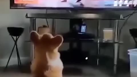 Don't let your dog watch tv...