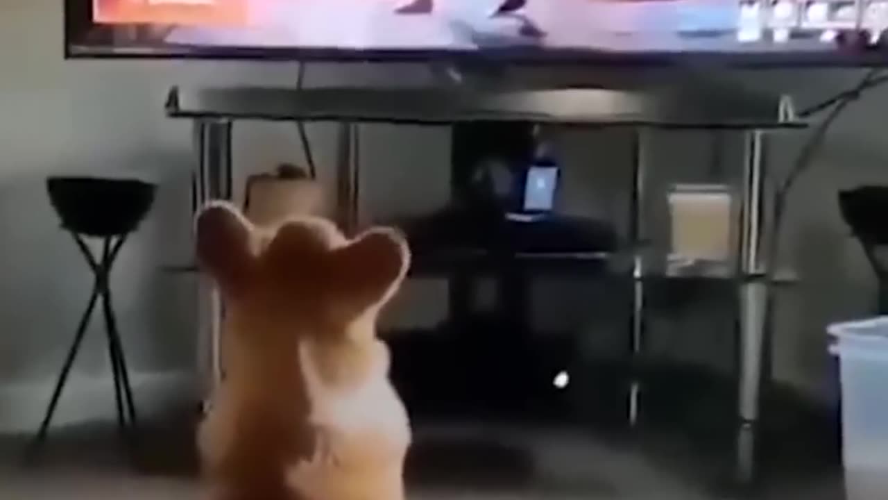 Don't let your dog watch tv...