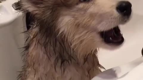 Give the lovely dog a bath