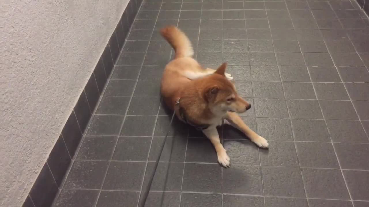 Stubborn dog refuses to go home, gets dragged on leash