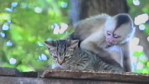 Love Between Monkey And Cat ||