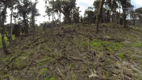 NASA shared Shining Laser Light on Earth’s Forests