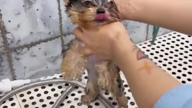 It scares me when they cut off the part of their little ears
