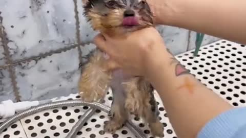 It scares me when they cut off the part of their little ears