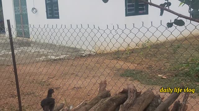 chicks jump from tree branches | daily life vlog