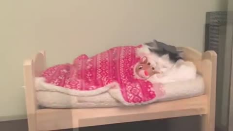 Cat Puts Herself to Sleep in Tiny Human Bed