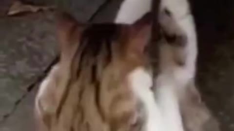 Funny Cat Videos | Funny Animal Videos