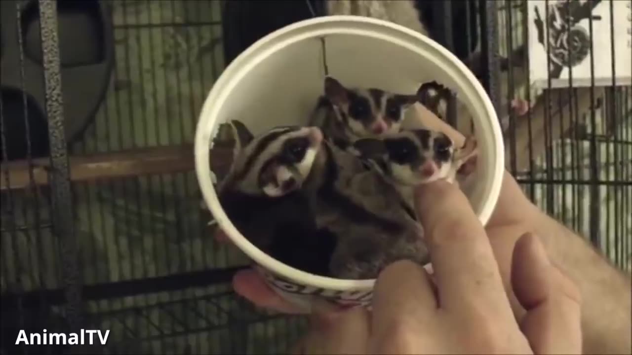 SUGAR GLIDERS Flying - Funny & Cute Compilation!!!!