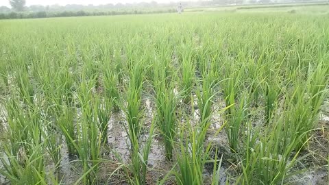 #paddy #rice