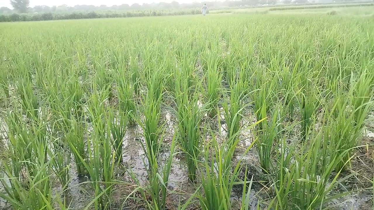 #paddy #rice