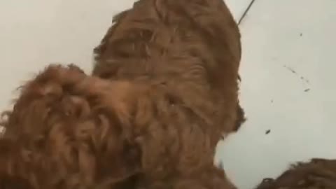 I would like to spend the whole day with my pet